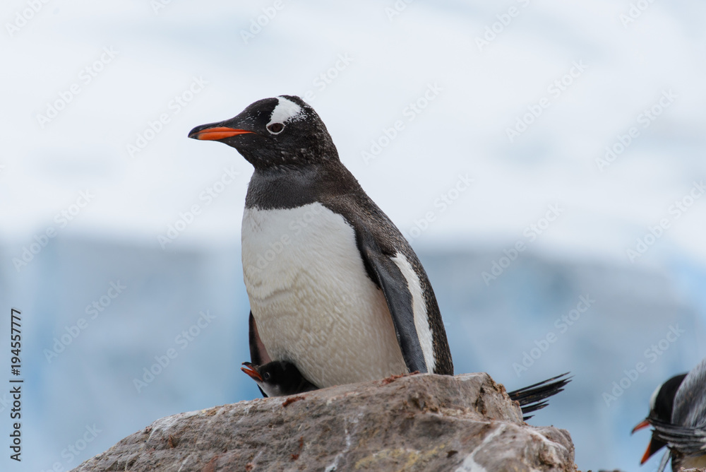 Fototapeta premium Gentoo penguin's chicks in nest