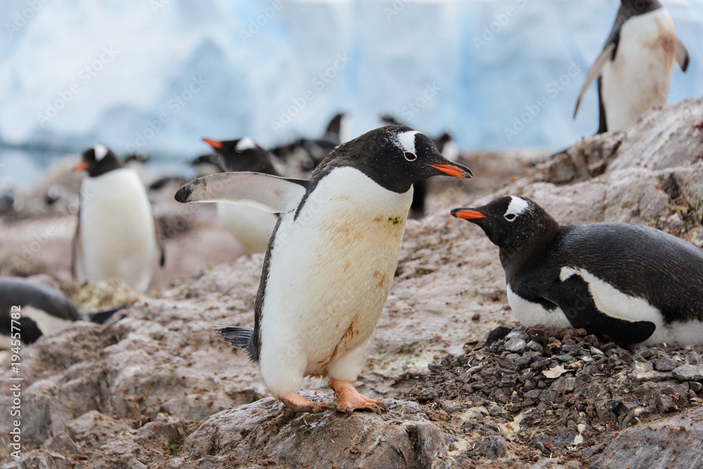 Fototapeta premium Gentoo penguin in nest