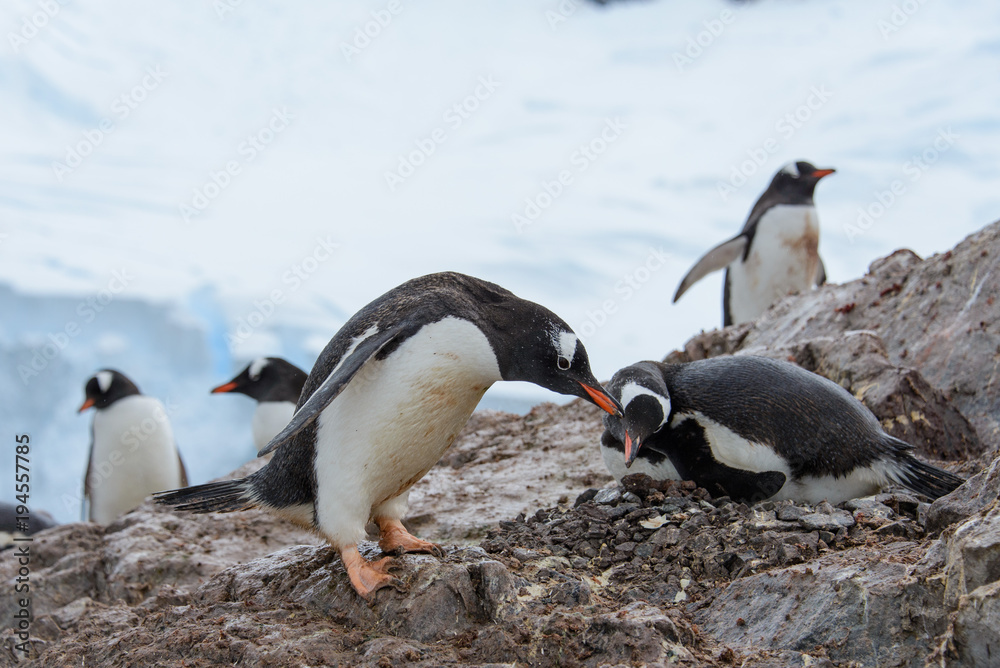 Fototapeta premium Gentoo penguin in nest
