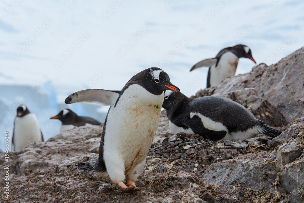 Fototapeta premium Gentoo penguin in nest