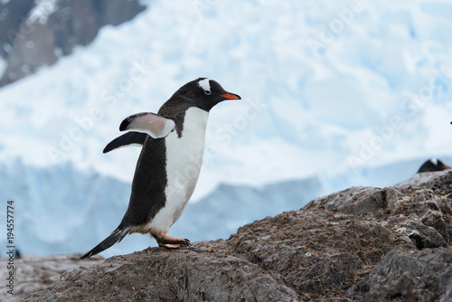 Gentoo penguin on rock