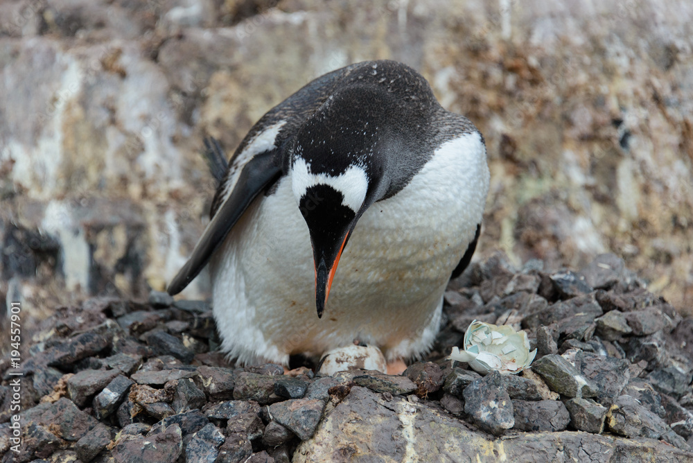 Obraz premium Gentoo penguin with egg in nest