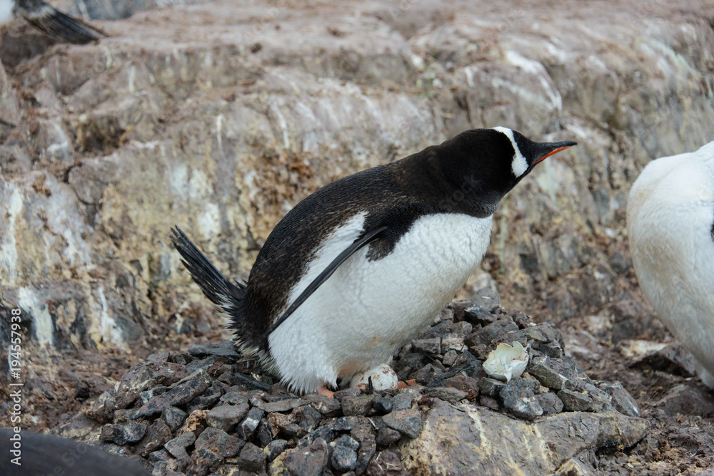 Fototapeta premium Gentoo penguin with egg in nest