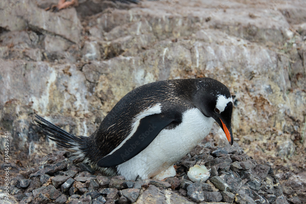 Fototapeta premium Gentoo penguin with chicks in nest
