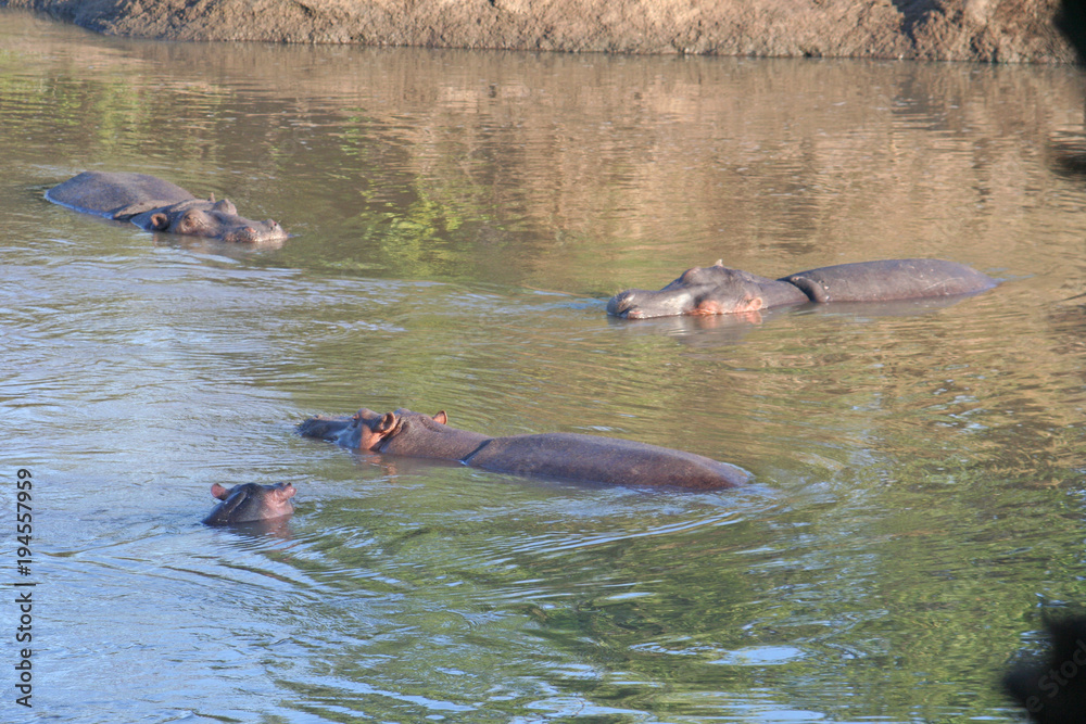 Flußpferde schwimmen in einem Fluß in Kenias Nationalpark Flußpferde schwimmen in einem Fluß in Kenias Nationalpark
