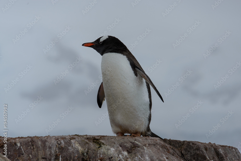 Fototapeta premium Gentoo penguin on rock