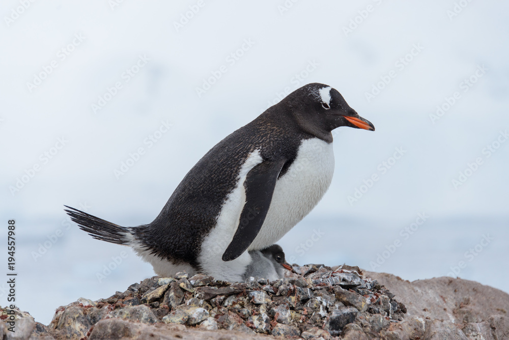 Naklejka premium Gentoo penguin with chicks in nest