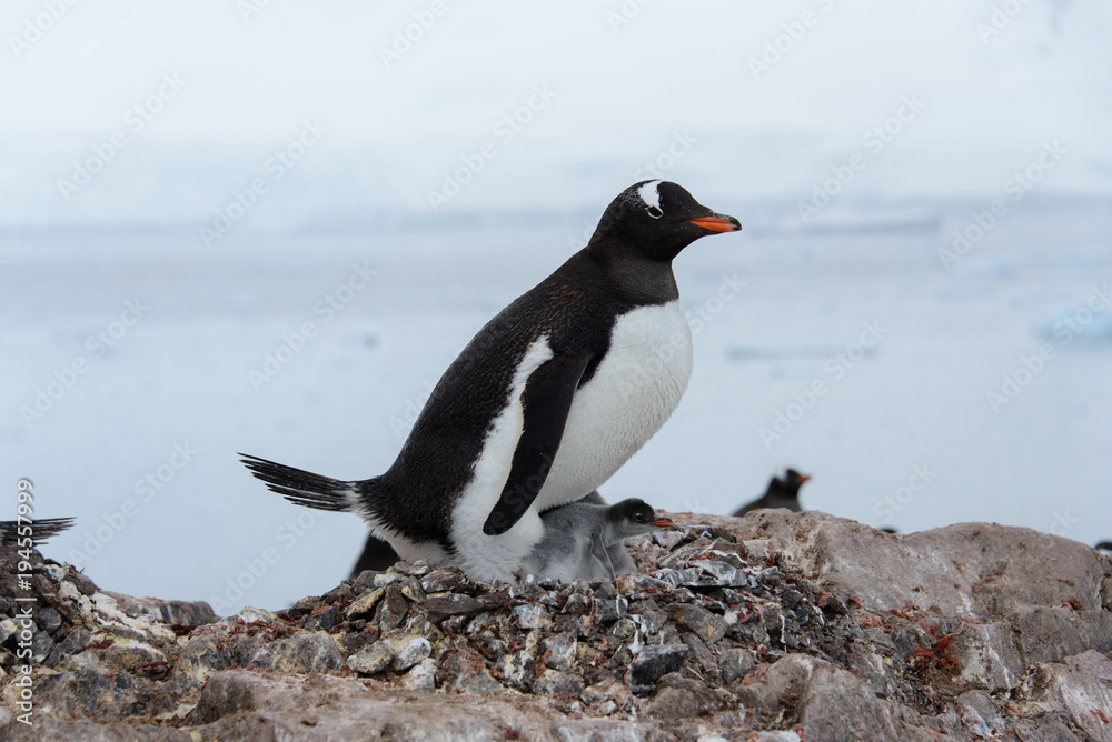 Naklejka premium Gentoo penguin with chicks in nest