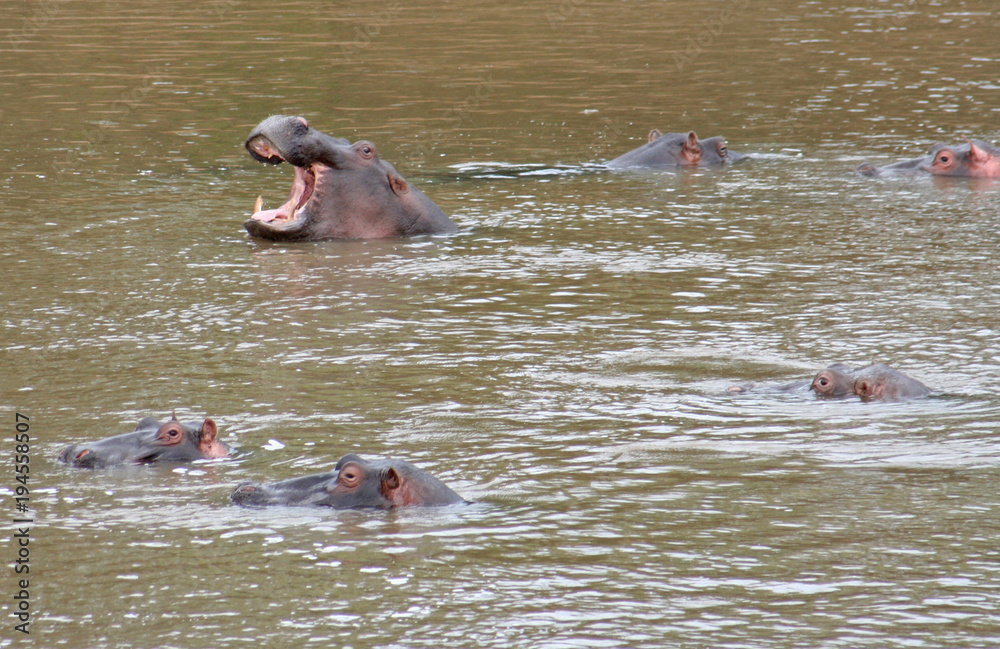 Flußpferde schwimmen in einem Fluß in Kenias Nationalpark Flußpferde schwimmen in einem Fluß in Kenias Nationalpark