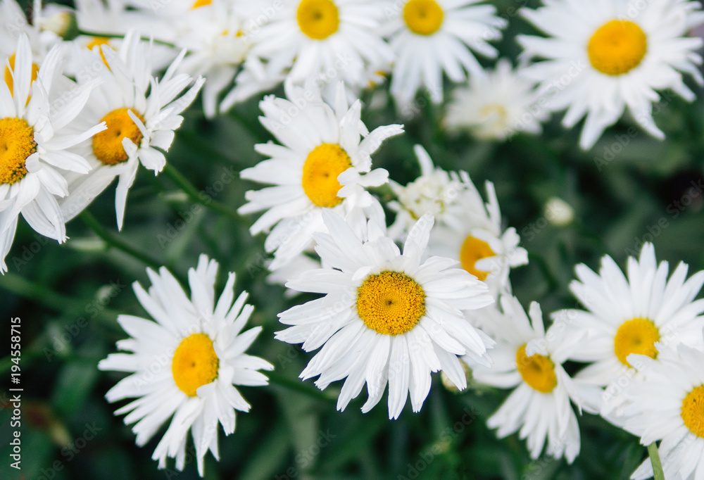 White daisies White daisies