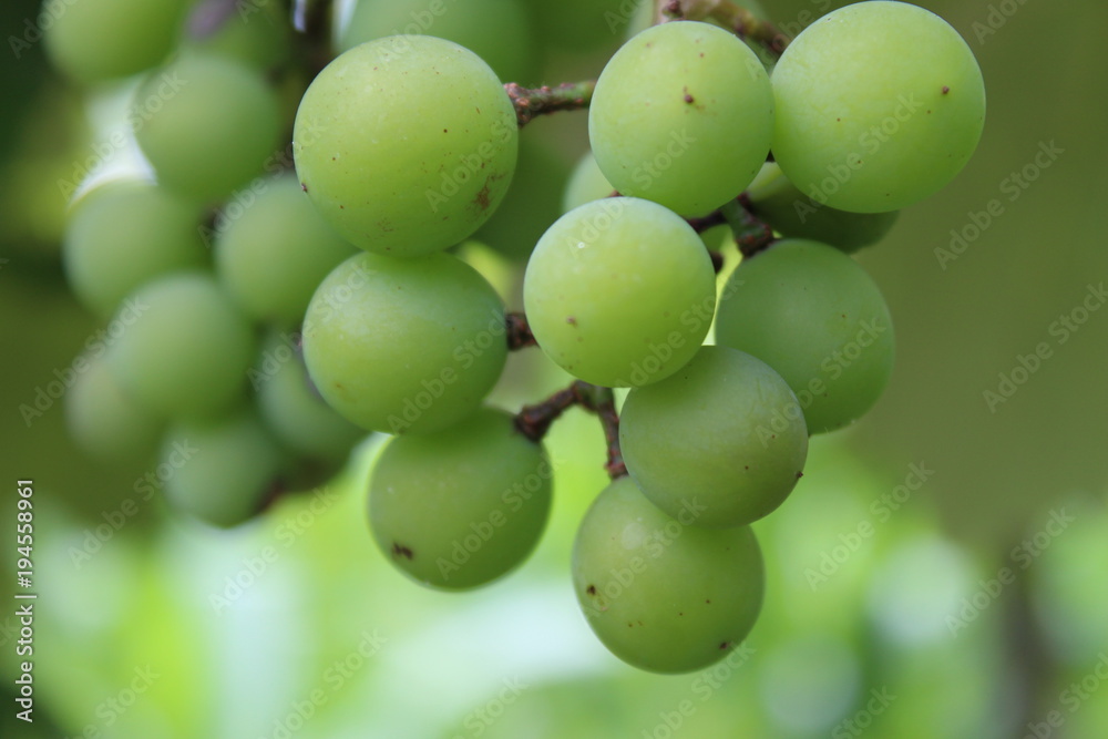 Grapes Grapes