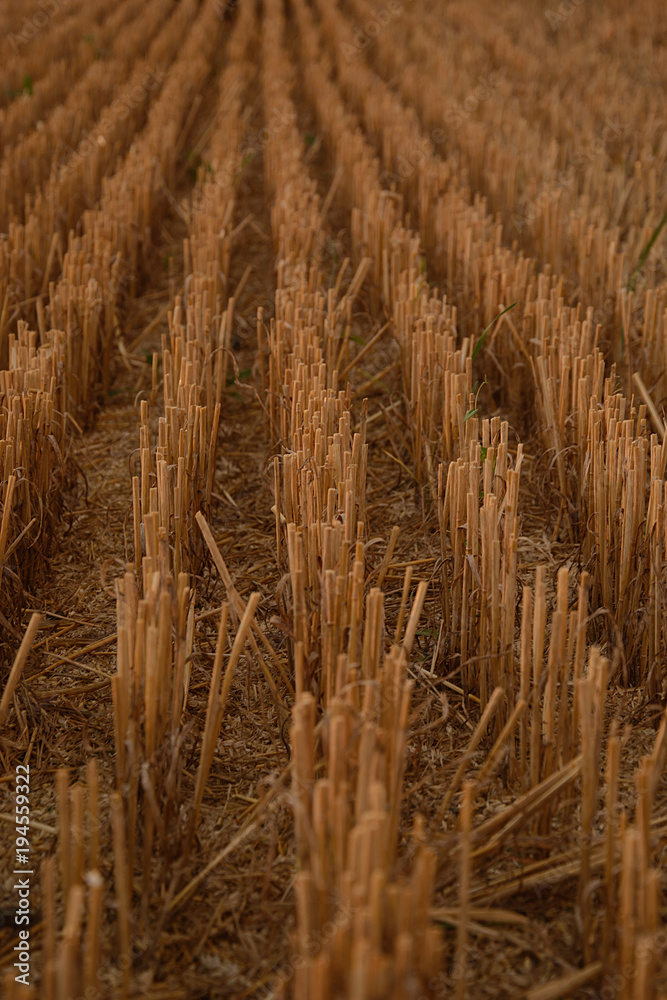 Fototapeta premium Wheat harvest field.