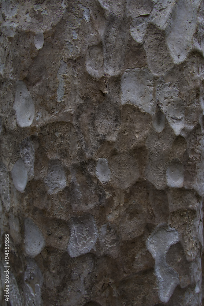 Tree Bark as Background Tree Bark as Background