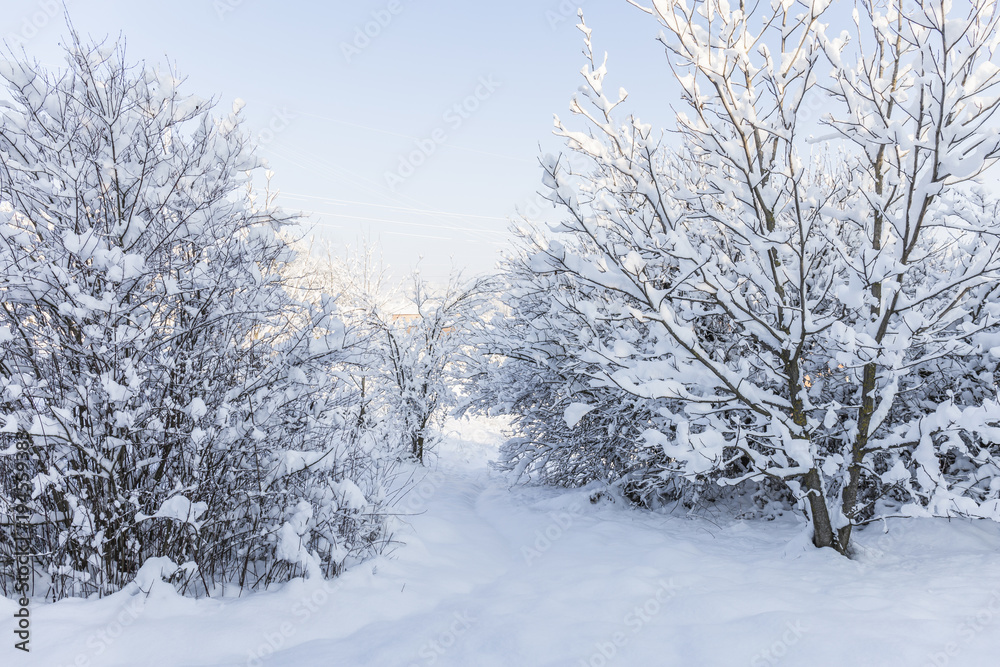 Camino en el bosque nevado