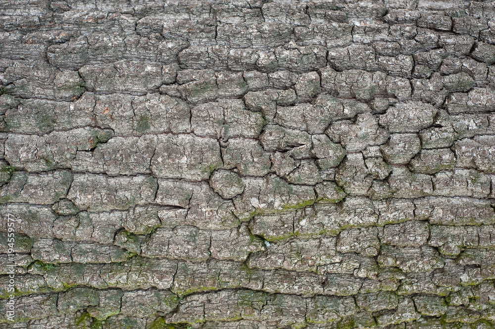Relief texture of the bark of oak with green moss and lichen.  Image of a tree bark texture.