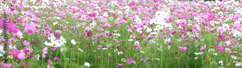 Blurred wild Cosmos flowers spring landscape banner background with copy space.