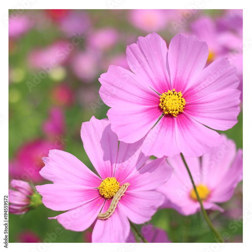 Little worm on Wild Cosmos flowers spring landscape background with copy space.