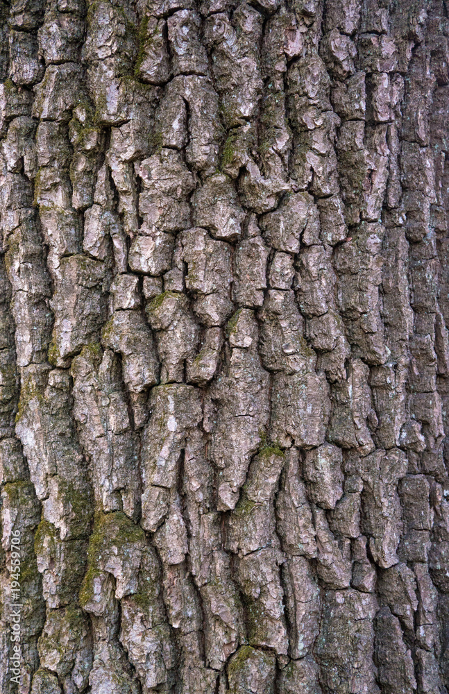 Relief texture of the bark of oak with green moss and lichen. Image of a tree bark texture. Relief texture of the bark of oak with green moss and lichen. Image of a tree bark texture.