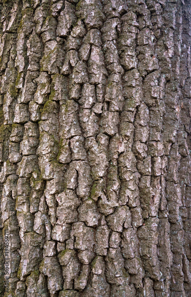 Relief texture of the bark of oak with green moss and lichen. Image of a tree bark texture. Relief texture of the bark of oak with green moss and lichen. Image of a tree bark texture.