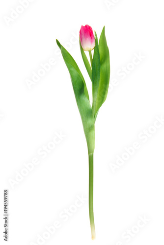 close-up view of beautiful blooming pink tulip flower with green leaves isolated on white