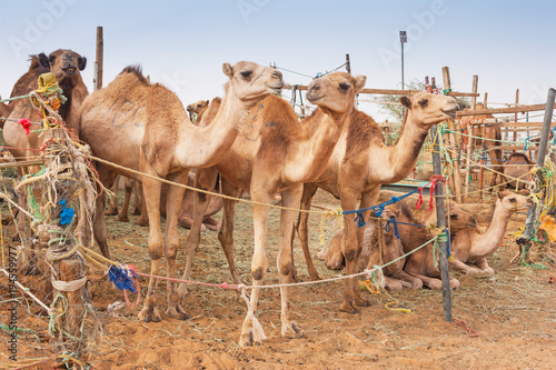 Camels at the Camel Market in Al Ain, UAE