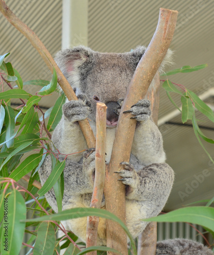 Koala looking at you