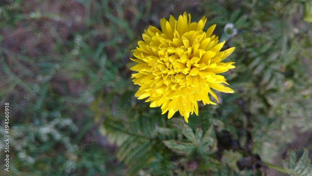 marigold marigold