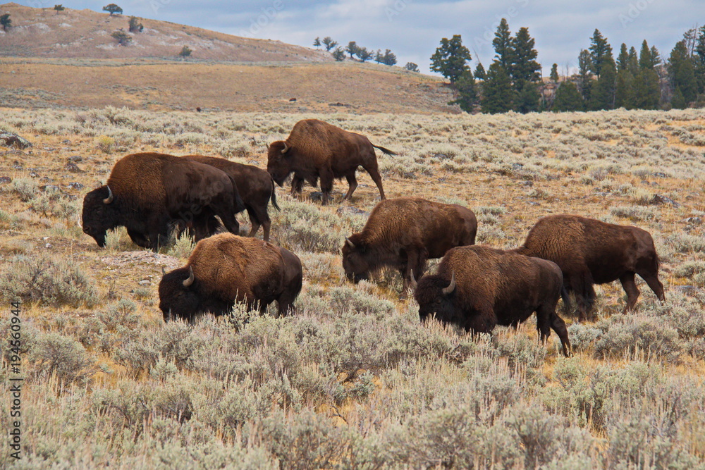 Bison herd in Yellowstone National Park in Wyoming in the USA
Bison herd in Yellowstone National Park in Wyoming in the USA