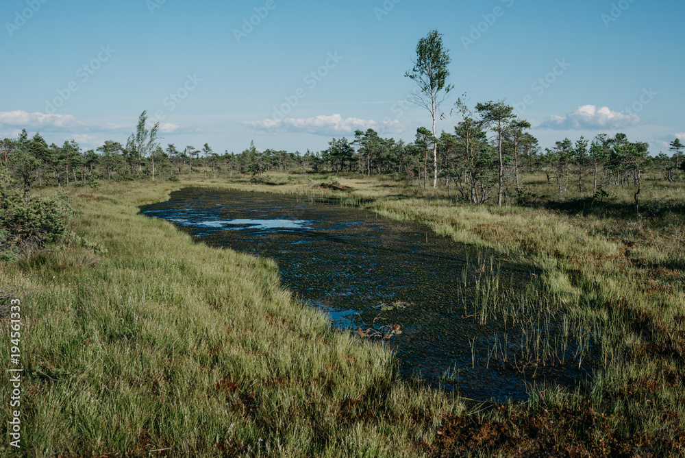 Beautiful small blue lake with green swamp grass and moss in swamp in summer. Kemeru Latvia