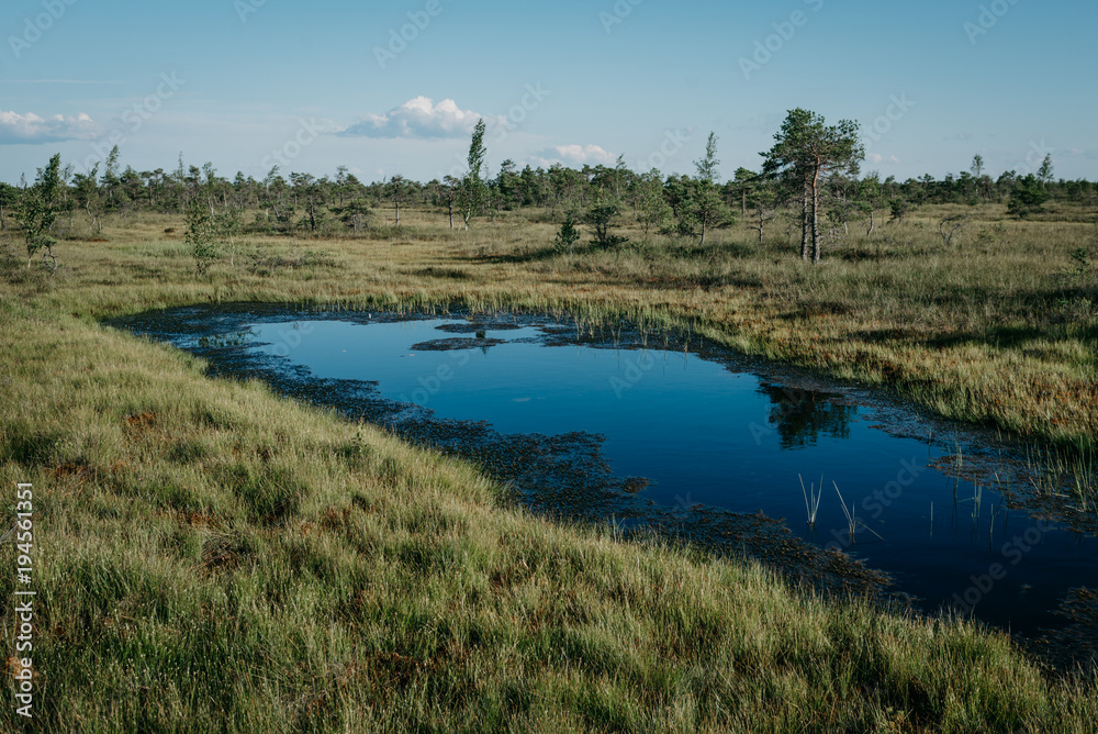 Beautiful small blue lake with birches and pine trees in swamp in summer. Kemeru Latvia