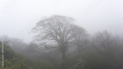 Old trees in the fog