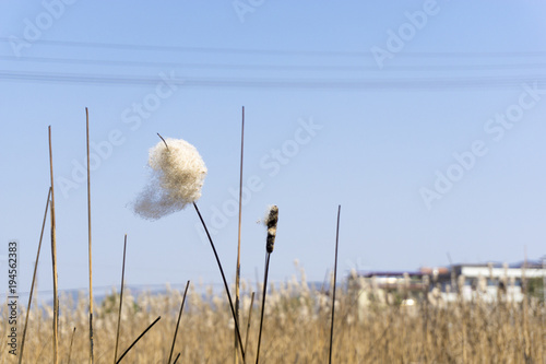 Reed knotted cotton