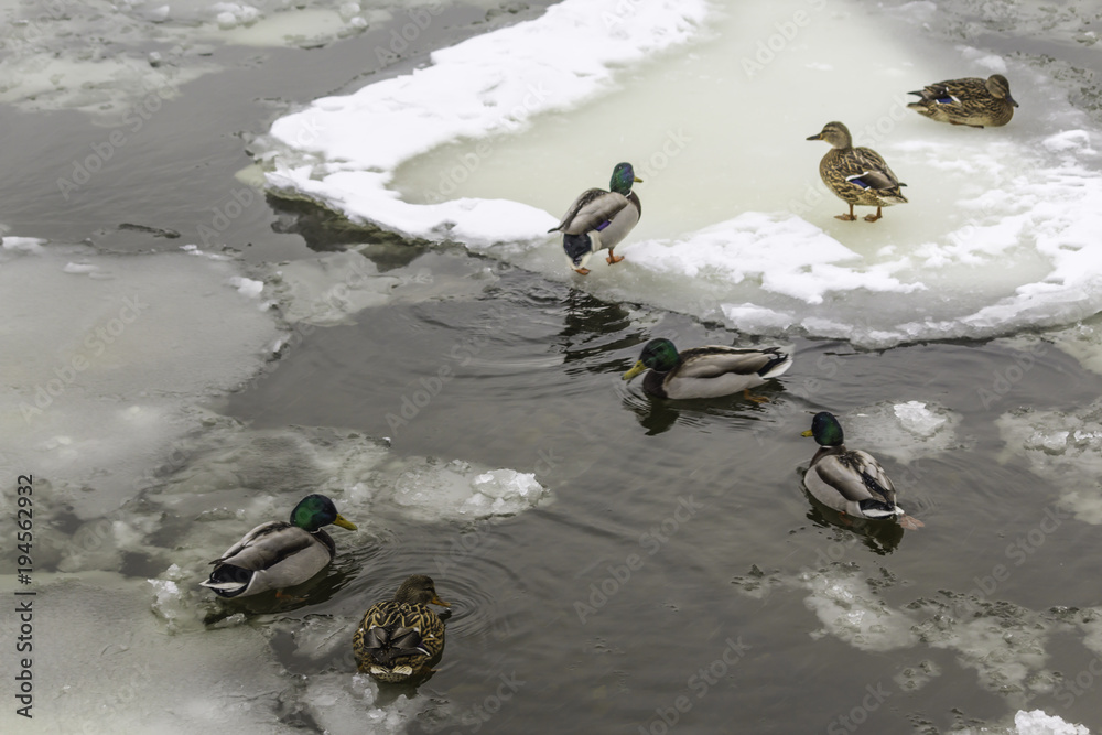 Fototapeta premium Wild ducks living among ice floes. Winter, cold water, ice. Photo for the site about birds, nature, seasons, the Arctic.