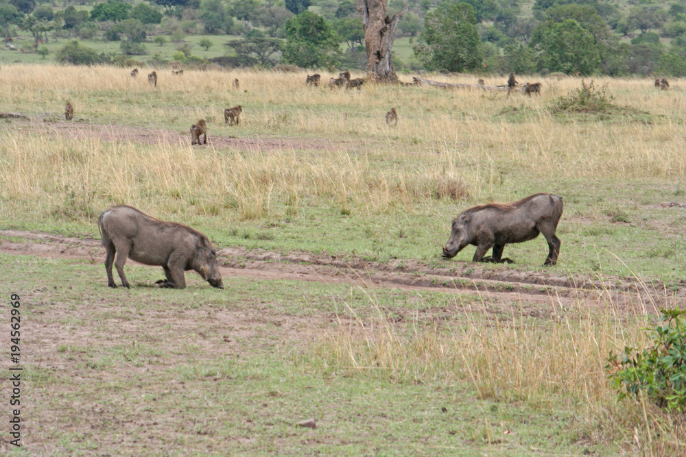 Fototapeta premium Warzenschweine in Afrika auf Futtersuche