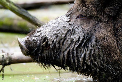 Wild Boar (Sus scrofa) sow, its snout covered in mud, captive, Hesse, Germany, Europe photo