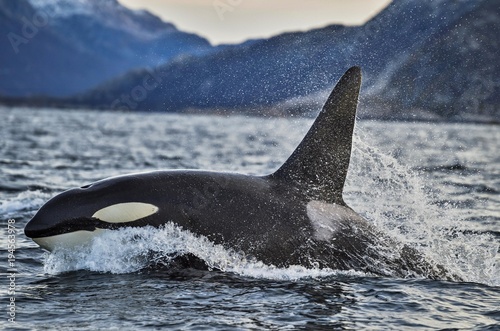 Orca or killer whale (Orcinus orca), Kaldfjorden, Norway, Europe