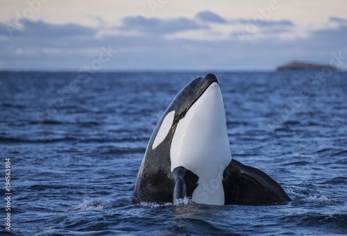 Orca or killer whale (Orcinus orca), spyhopping, Kaldfjorden, Norway, Europe photo