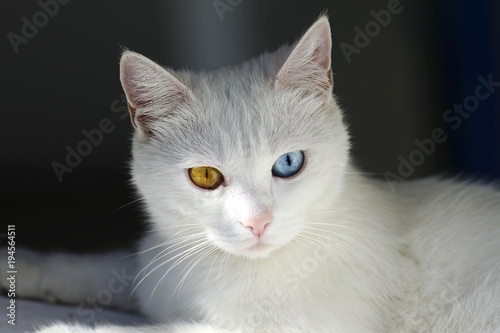 Sicily, Cat with different coloured eyes, Stromboli Island, Lipari Islands, Sicily, Italy, Europe *** IMPORTANT: Sicily, *** photo