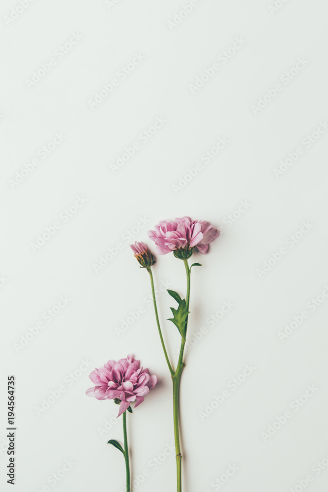 beautiful pink chrysanthemum flowers isolated on grey beautiful pink chrysanthemum flowers isolated on grey