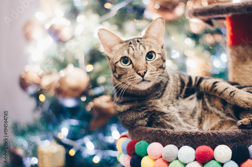 The photographer is taking a beautiful bokeh colorful blur background photo of American bobtails cat on Christmas night with shining light. photo