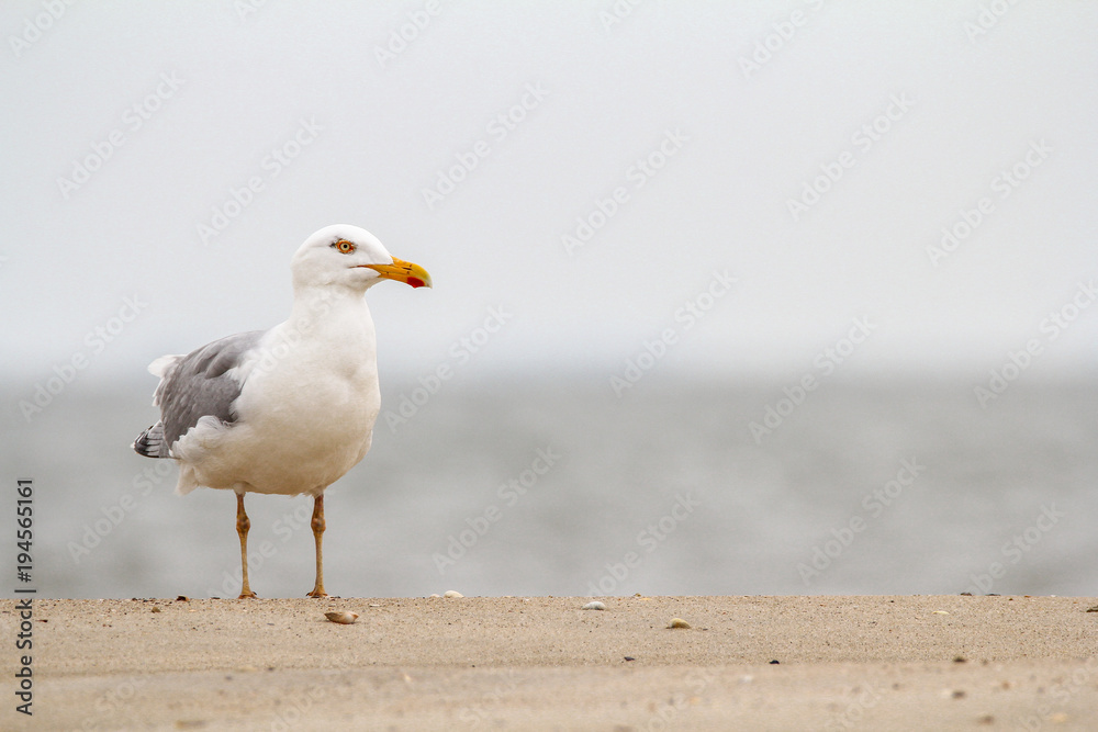 Silbermöwe Silbermöwe