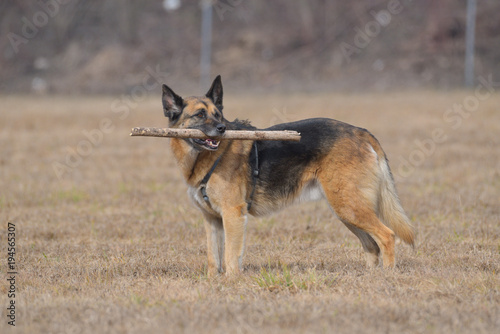 Cane lupo con un bastone in bocca che si gira verso un suono © fotonaturali