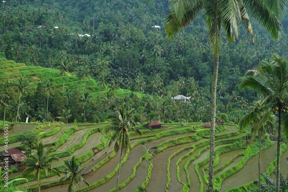 Rice field Bali with clouds and palm trees