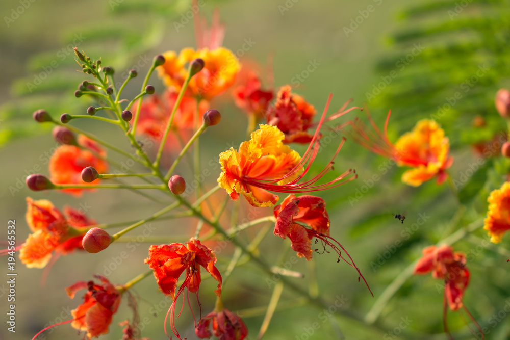 Caesalpinia pulcherrima/Flower