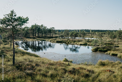 Lake in swamp between pine trees in summer. Kemeru Latvia