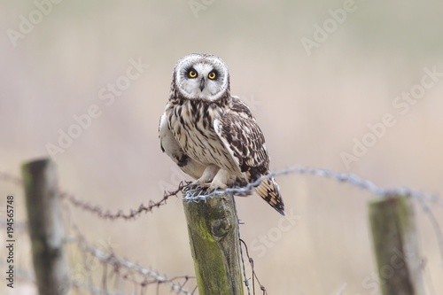 Short-eared Owl (Asio flammeus) sitting on old fence post with barbed wire, Lauwersmeer National Park, Holland, The Netherlands, Europe photo