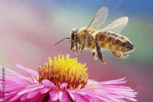 Western or European honey bee (Apis mellifera), aster (Aster sp.), Saxony-Anhalt, Germany, Europe photo