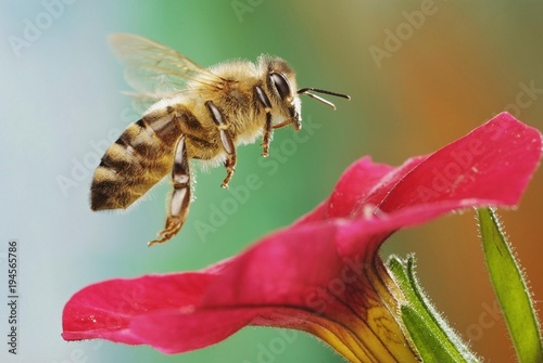 Western or European honey bee (Apis mellifera), petunia (Petunia sp.), Saxony-Anhalt, Germany, Europe