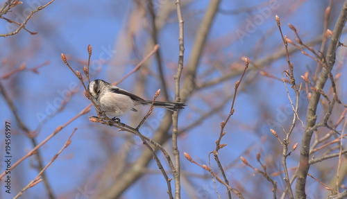 Codibugnolo uccellino posato sul ramo in cerca di cibo