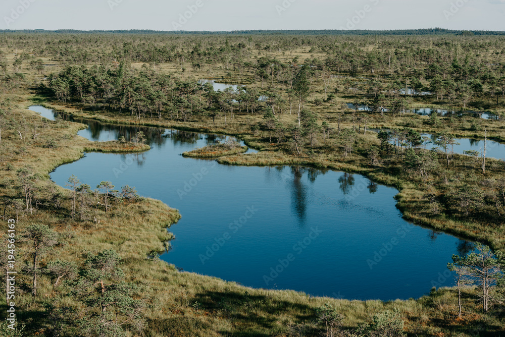 Swamp lake between pine trees in summer. Kemeru Latvia
